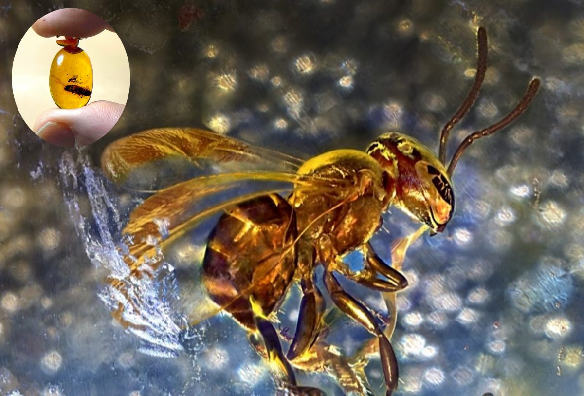 wasp preserved in amber