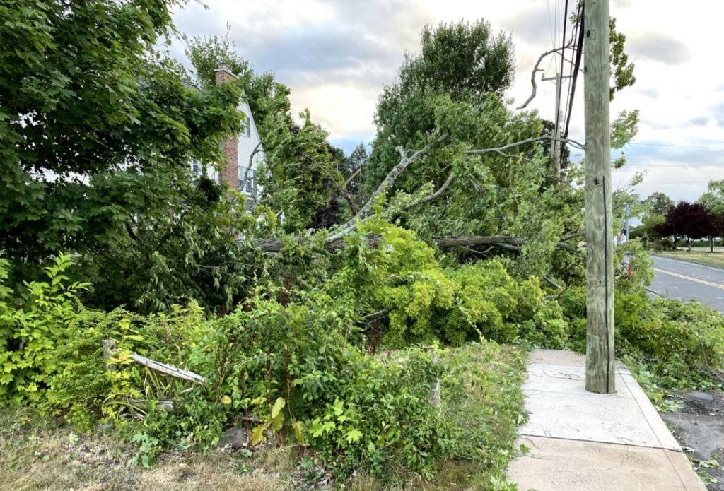 Power lines, trees down after a storm.